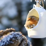 Arrêtez de jeter ce pot en plastique : les oiseaux en raffolent surtout en hiver