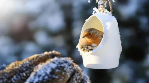 Arrêtez de jeter ce pot en plastique : les oiseaux en raffolent surtout en hiver