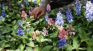 Cette plante vivace d’ombre méconnue transforme votre jardin en paradis pour les pollinisateurs