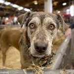 Cette race de chien française oubliée fait sensation au Salon de l'Agriculture : les éleveurs n'en reviennent pas