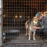 Chien de chasse : réglementation des chenils et bien-être, ce que dit vraiment la règle