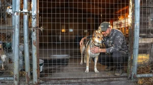 Chien de chasse : réglementation des chenils et bien-être, ce que dit vraiment la règle