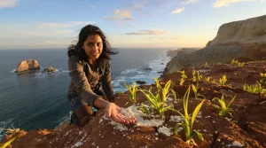 Comment des fientes d’oiseaux de mer ont fait la richesse de l’empire inca, une vérité méconnue