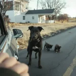 En voyant une chienne et ses 2 chiots au bord de la route, cette automobiliste fait aussitôt demi-tour