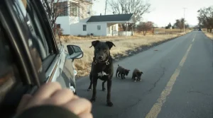 En voyant une chienne et ses 2 chiots au bord de la route, cette automobiliste fait aussitôt demi-tour
