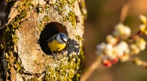 Frelon asiatique : cet oiseau du jardin protège vos abeilles, à condition de l’attirer dès mars