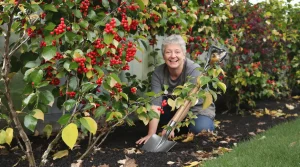 Les anciens les plantaient partout : ces arbustes oubliés font revenir les oiseaux au jardin