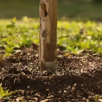 Les jardiniers saupoudrent du café sur les mangeoires à oiseaux : voici pourquoi