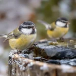 Oiseaux du jardin : quand l’eau gèle, cette astuce à 0 € leur sauve l’hiver (et dévoile un enjeu clé en station de ski)