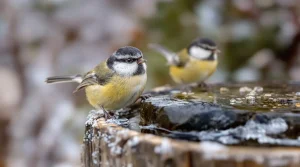 Oiseaux du jardin : quand l’eau gèle, cette astuce à 0 € leur sauve l’hiver (et dévoile un enjeu clé en station de ski)