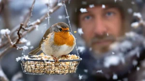 On parle souvent de nichoirs, mais rarement de cet aliment clé pour la survie des oiseaux en hiver