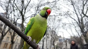 Perruches vertes : d'où viennent ces oiseaux exotiques qui ont colonisé Paris et toute l'Île-de-France ?