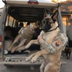 Pour rester avec le Malinois qui l’accompagnait en mission, ce maître-chien décide de l’adopter