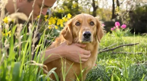 Printemps et dangers pour nos animaux : les bons réflexes à adopter avec Jean-Charles Vanier