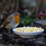 Rouges-gorges au jardin : ce soir, mettez dehors cet aliment de base à 3 centimes, que la plupart des jardiniers oublient