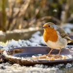 Rouges-gorges : ces deux aliments tout simples au jardin cet hiver les font revenir encore et encore chez vous