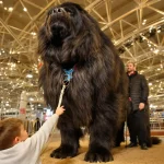 Salon de l’Agriculture : un Dogue du Tibet mayennais, « champion de France », au Concours général agricole